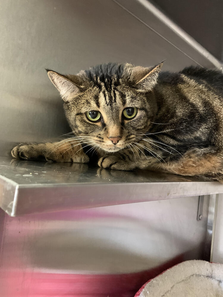 Molly, a Adoptable Domestic Short Hair in Margate, FL image 1/2