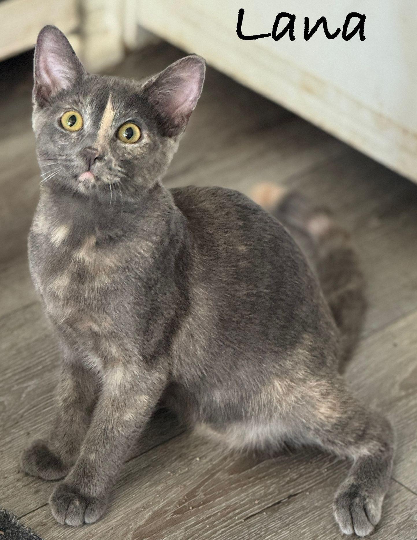 Enlarge Lana, a Adoptable Domestic Short Hair in Seal Beach, CA image 1/3