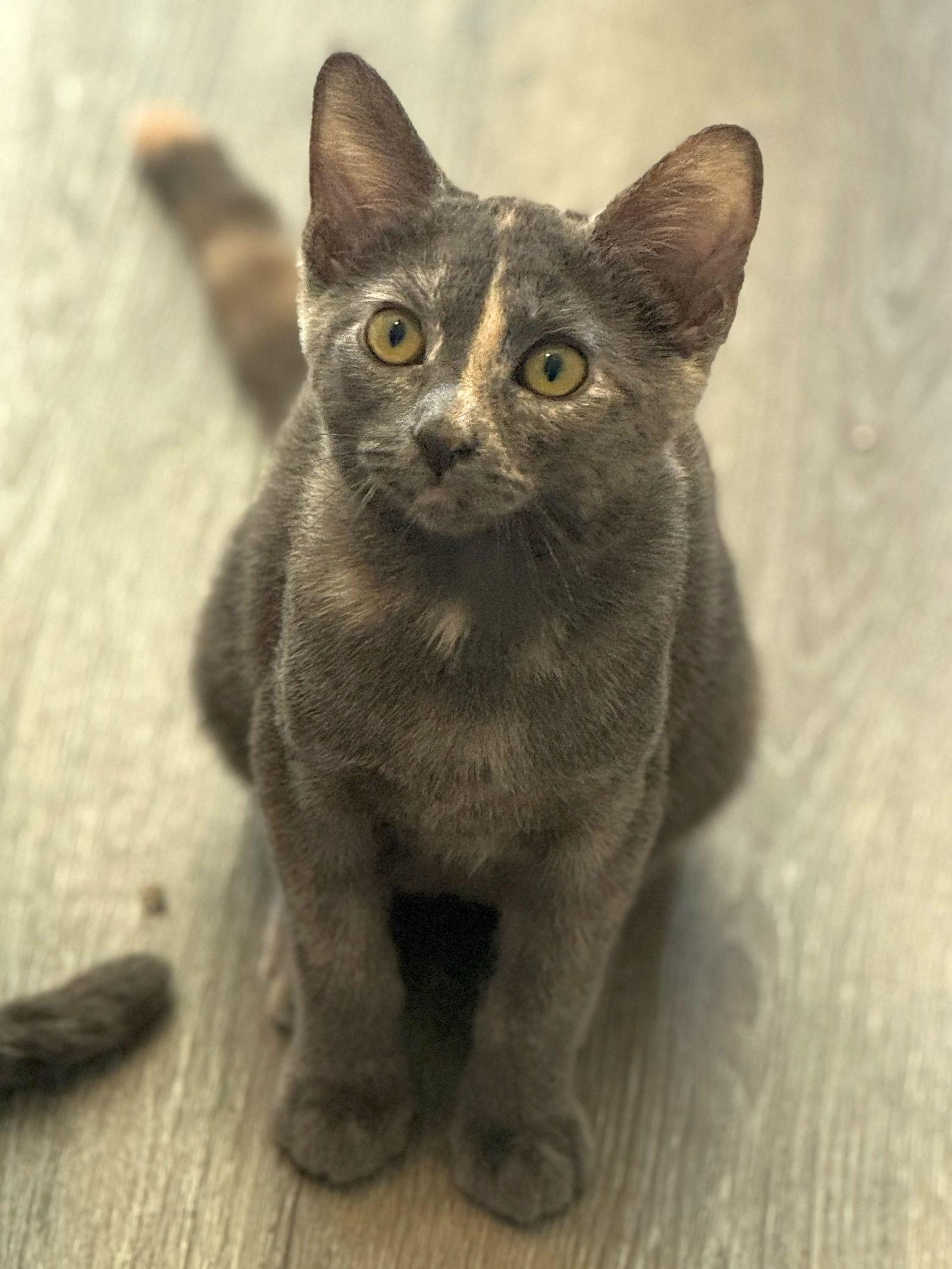 Enlarge Lana, a Adoptable Domestic Short Hair in Seal Beach, CA image 2/3