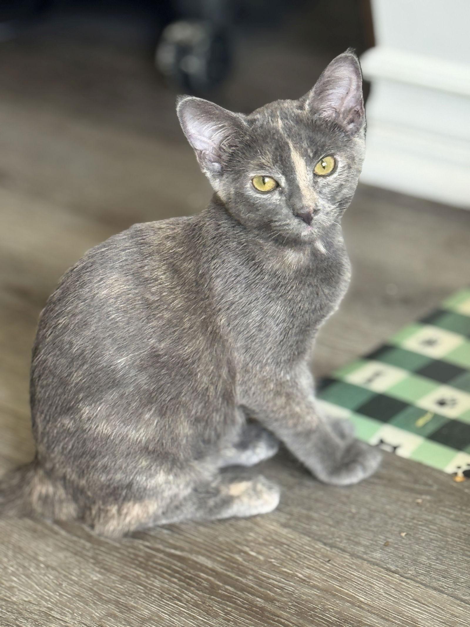 Enlarge Lana, a Adoptable Domestic Short Hair in Seal Beach, CA image 3/3