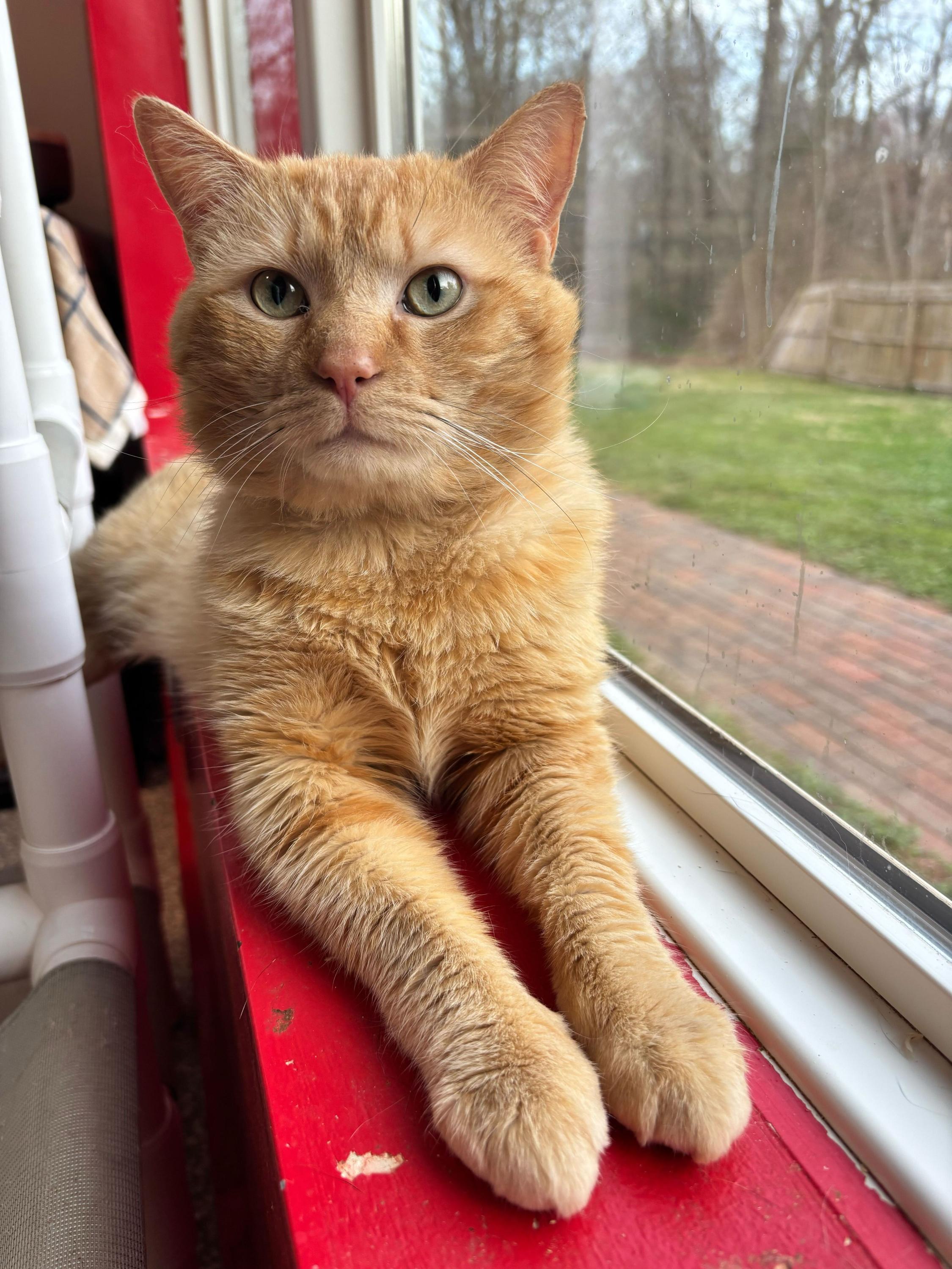 Enlarge Moe , an adopted Domestic Medium Hair in North Haven, CT image 1/3