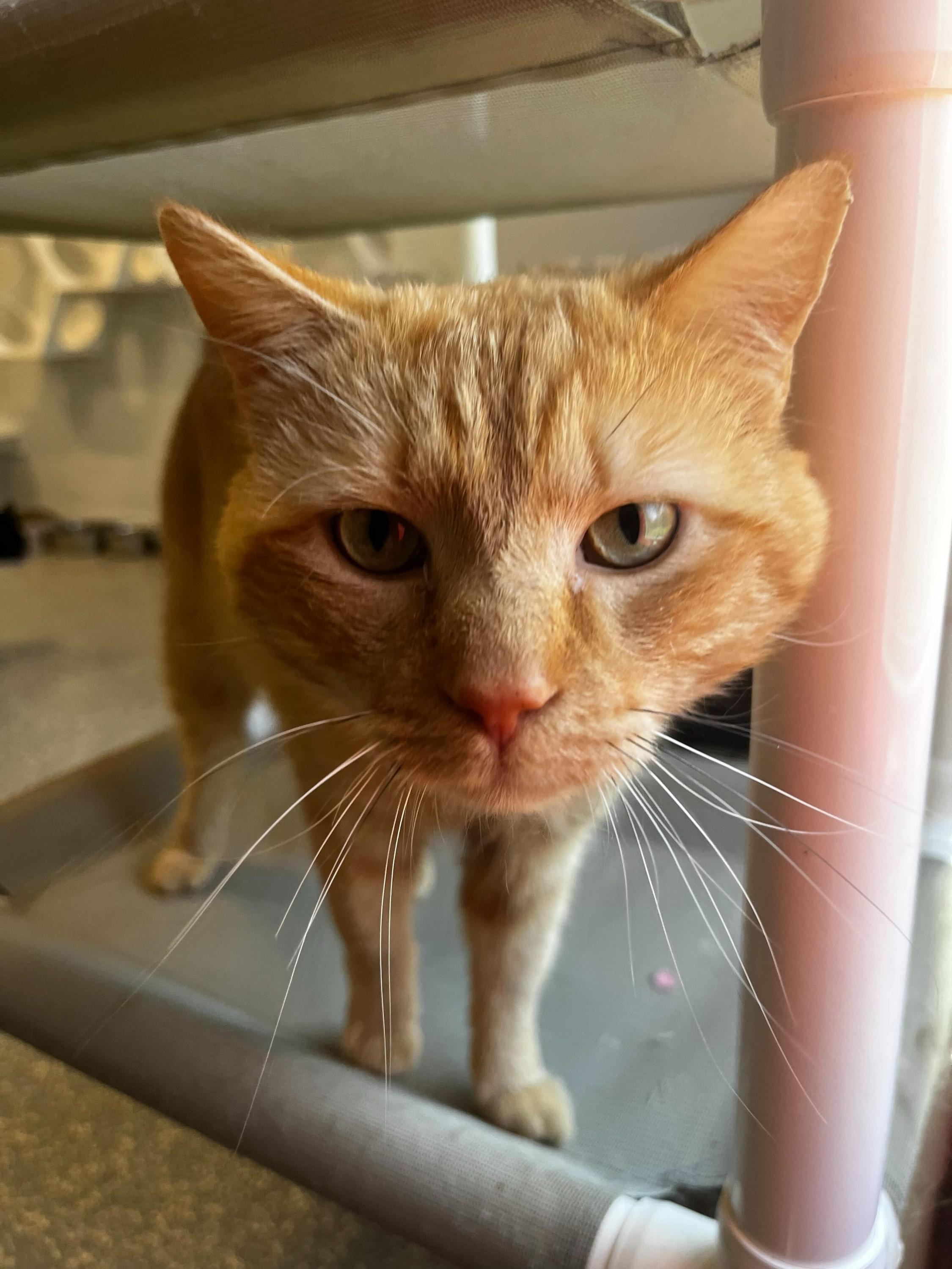 Enlarge Moe , an adopted Domestic Medium Hair in North Haven, CT image 3/3