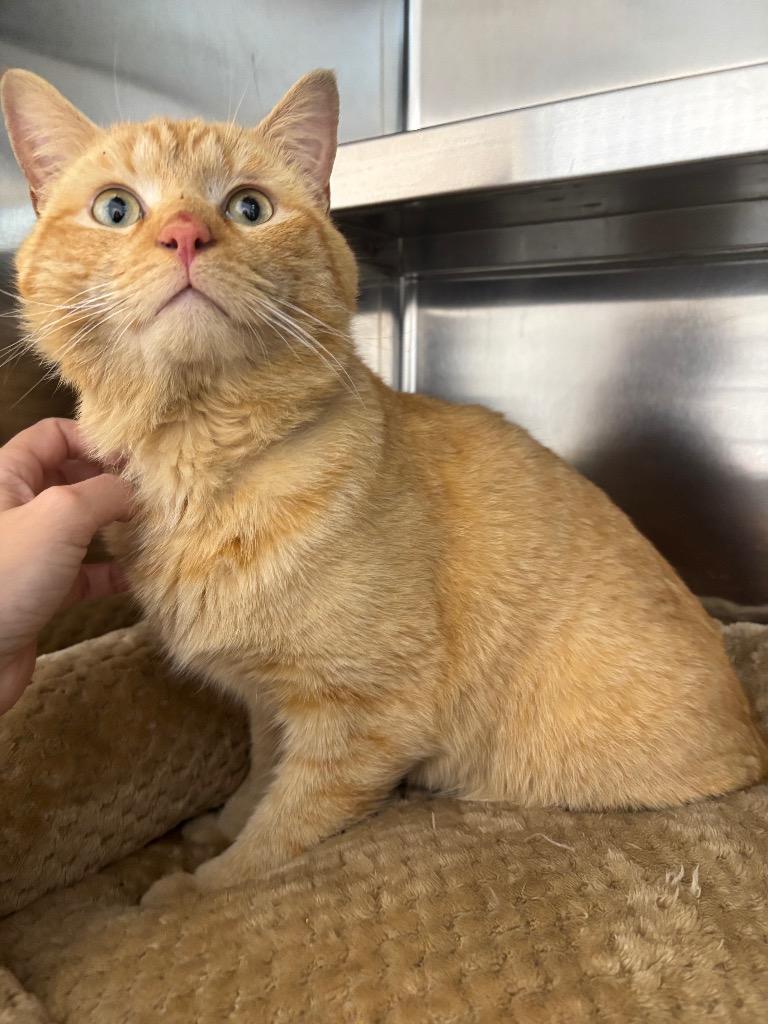 Enlarge Moe , an adopted Domestic Medium Hair in North Haven, CT image 2/3