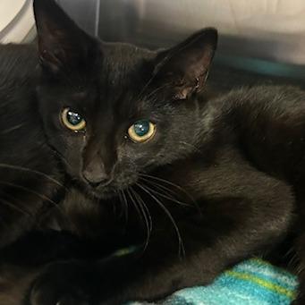 Pig, Adoptable, Kitten Male Domestic Short Hair.