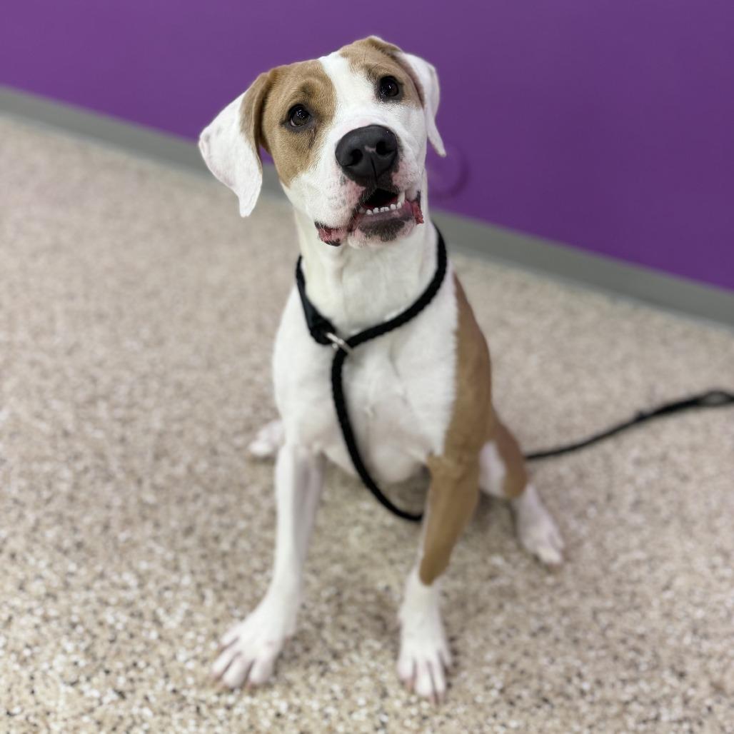 Princess, Adoptable, Young Female Boxer & Mixed Breed.