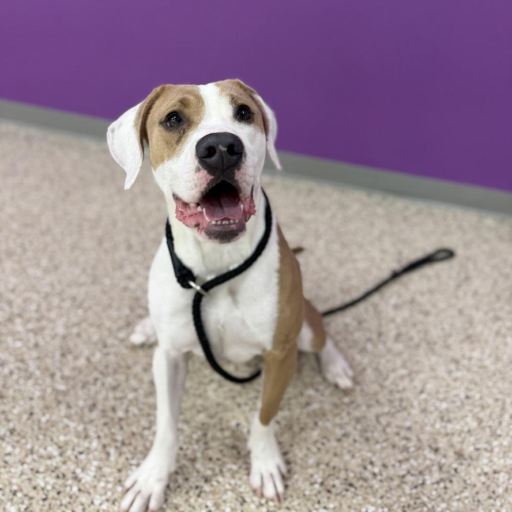 Enlarge Princess, a Adoptable mixed breed in Bullhead City, AZ image 2/4