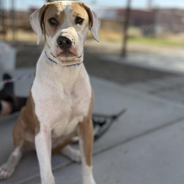 Enlarge Princess, a Adoptable mixed breed in Bullhead City, AZ image 3/4