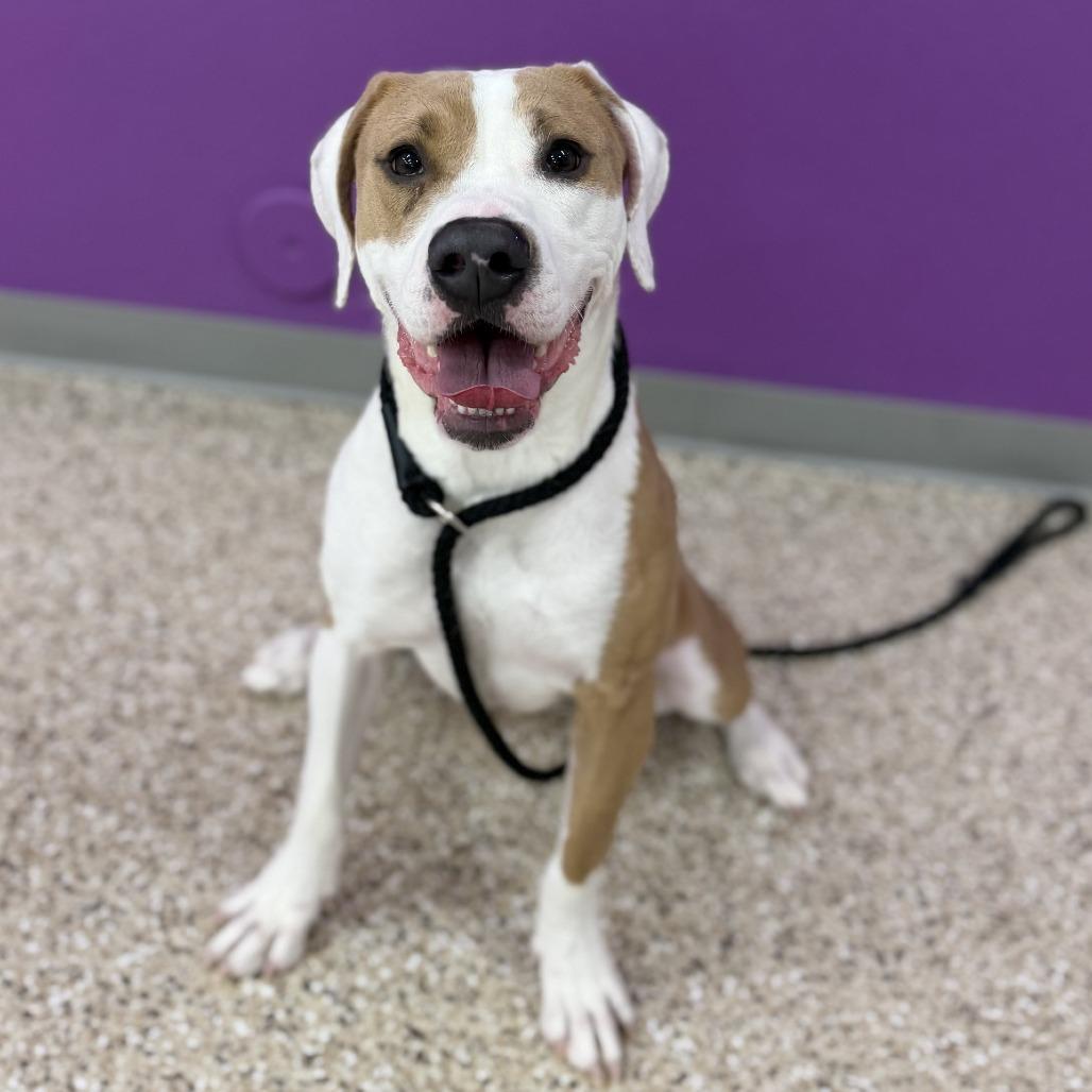 Enlarge Princess, a Adoptable mixed breed in Bullhead City, AZ image 4/4
