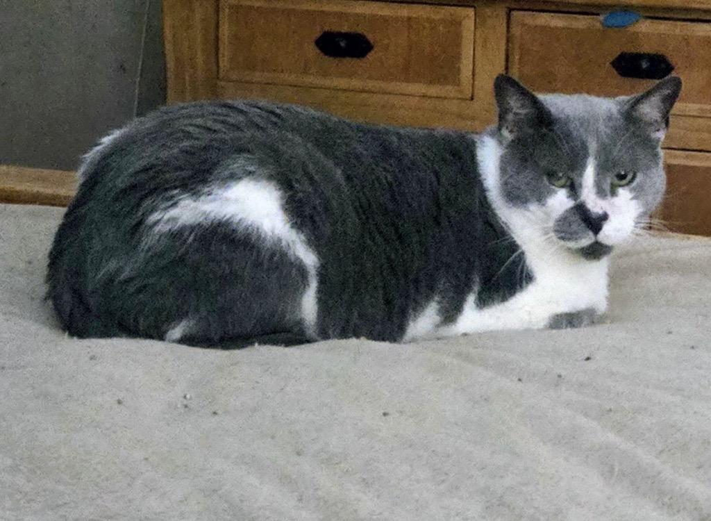 Enlarge Osiris, a Adoptable mixed breed in Spring, TX image 2/3