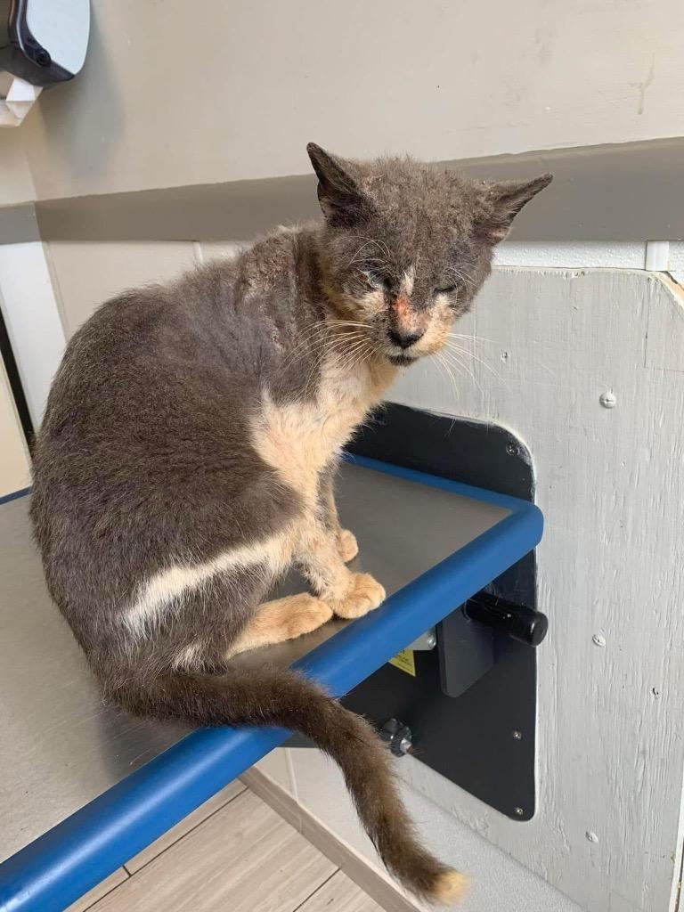 Enlarge Osiris, a Adoptable mixed breed in Spring, TX image 3/3