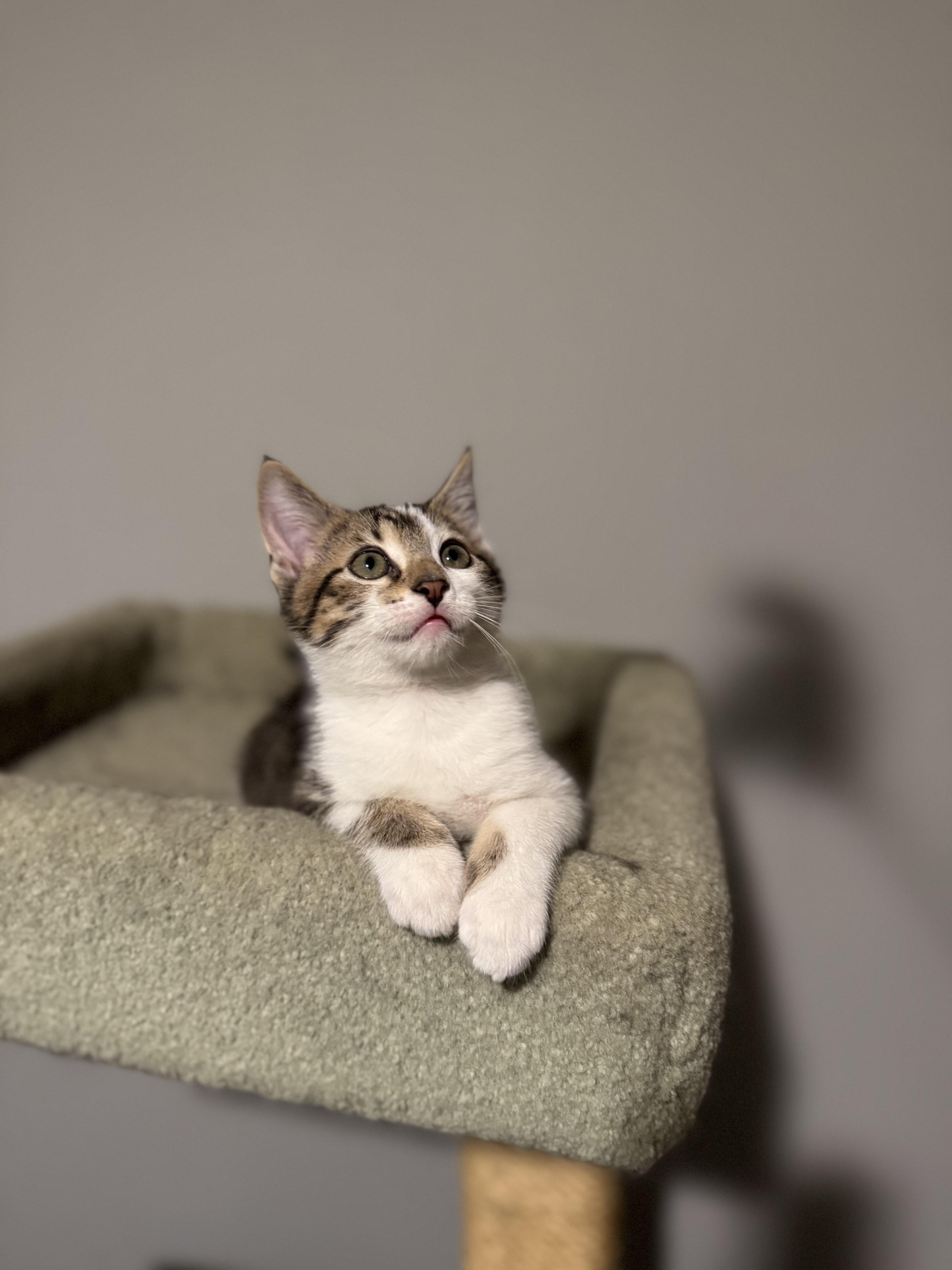 Butter, Adoptable, Kitten Male Domestic Short Hair.