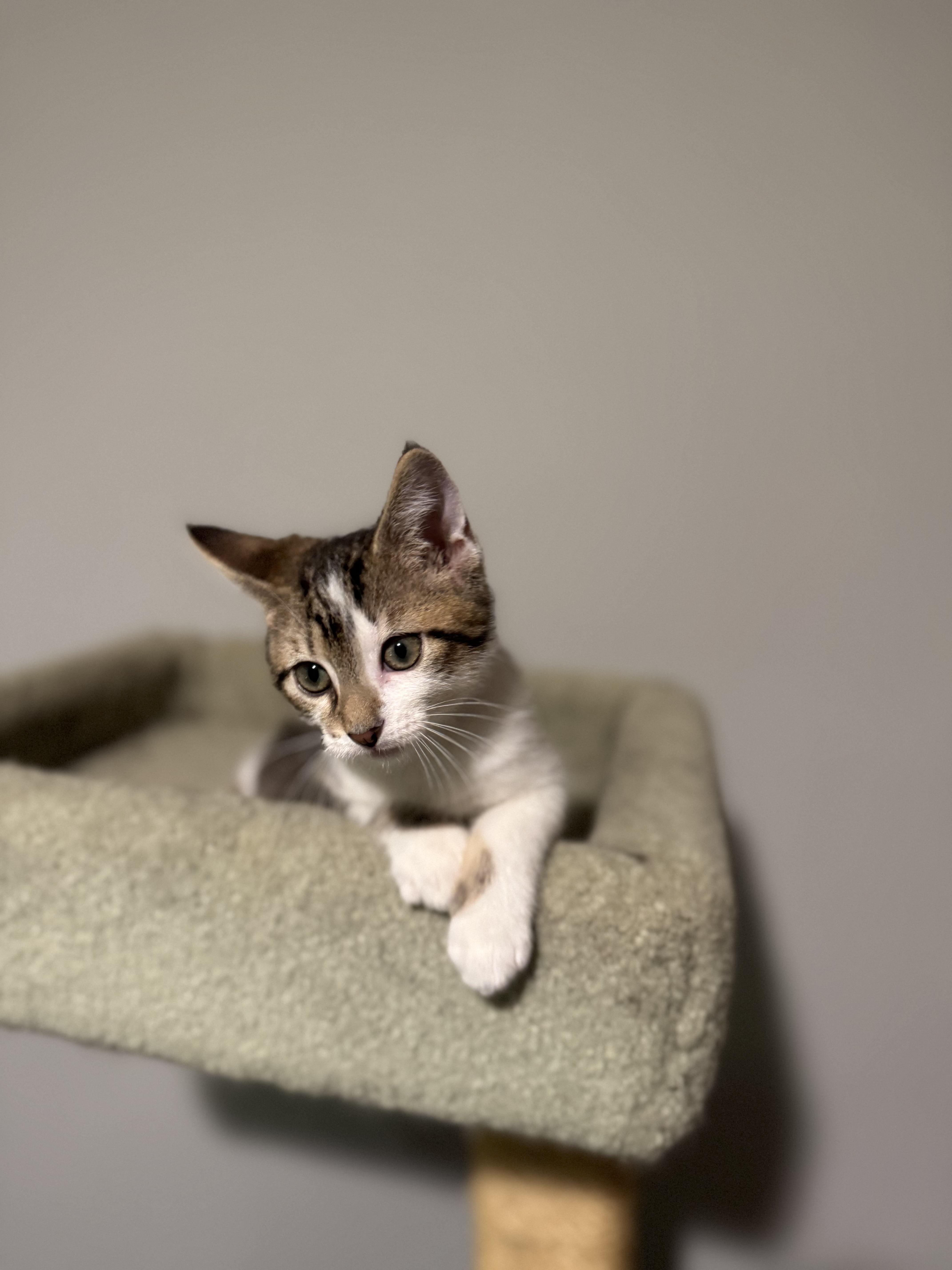 Enlarge Butter, a Adoptable Domestic Short Hair in Springfield, MO image 2/2