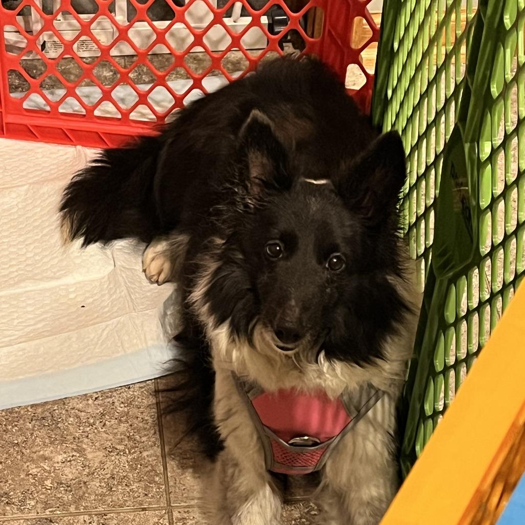 Twinkie, Adoptable, Senior Female Shetland Sheepdog / Sheltie.