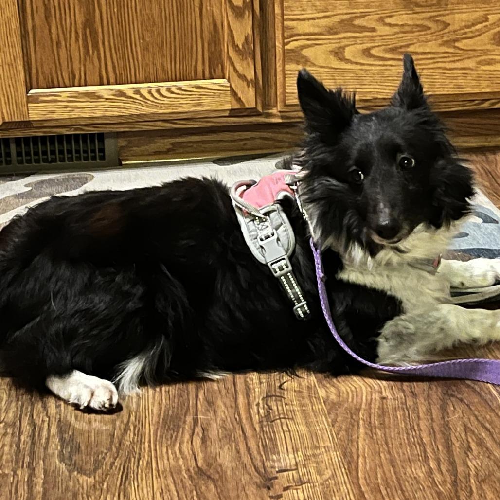 Enlarge Twinkie, a Adoptable Shetland Sheepdog / Sheltie in Chaska, MN image 2/5