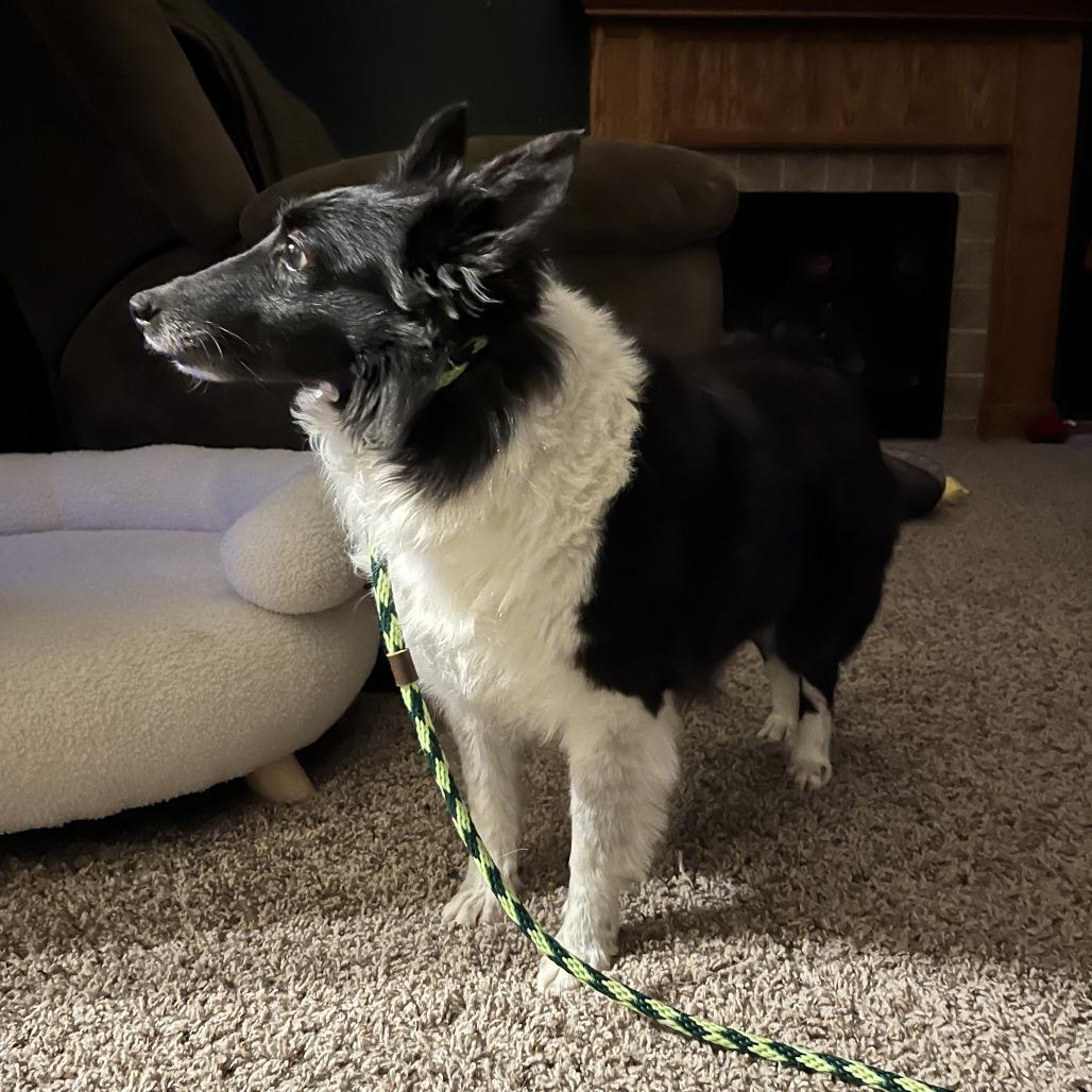 Enlarge Twinkie, a Adoptable Shetland Sheepdog / Sheltie in Chaska, MN image 3/5