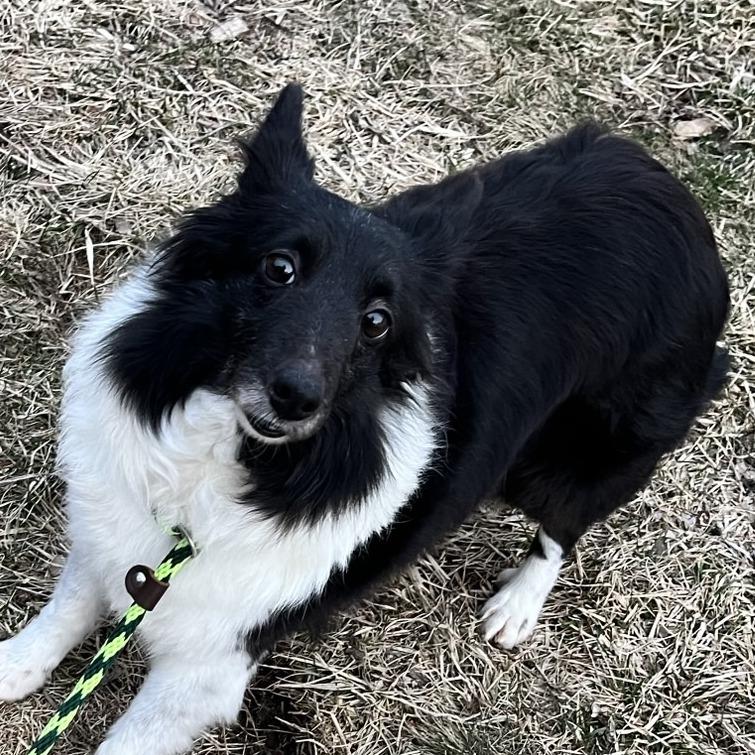 Enlarge Twinkie, a Adoptable Shetland Sheepdog / Sheltie in Chaska, MN image 5/5