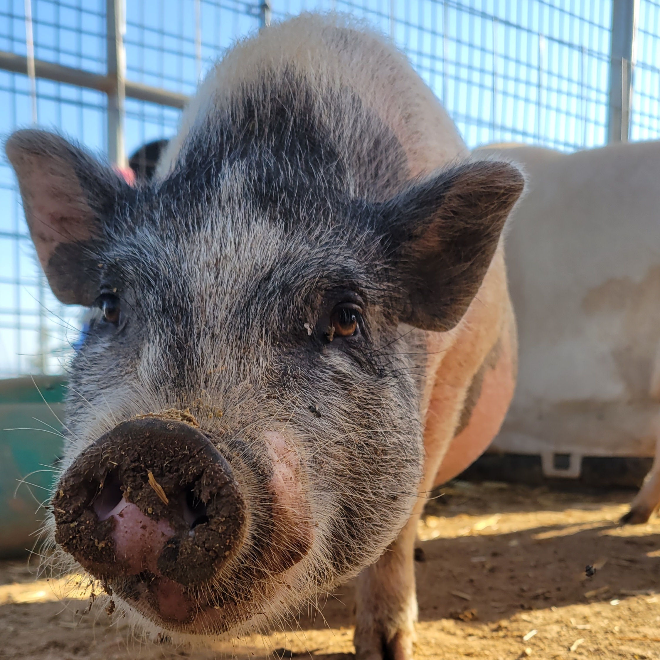 Enlarge Peggy Sue, a Adoptable Pot Bellied in Agua Dulce, CA image 1/1