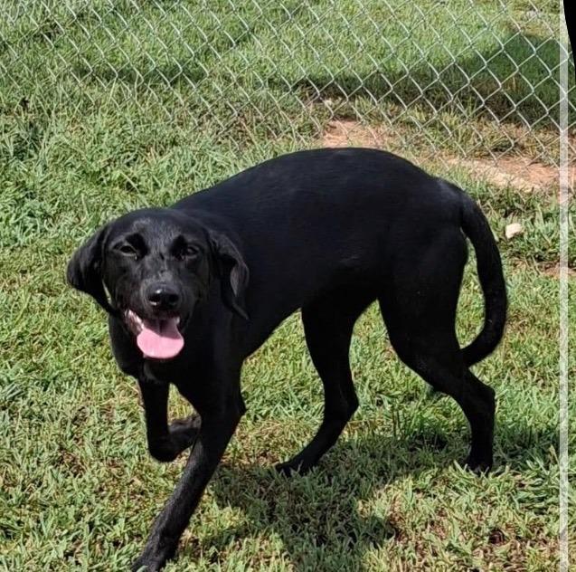 Enlarge Tootsie, a Adoptable mixed breed in Blountville, TN image 1/2