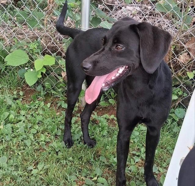 Enlarge Tootsie, a Adoptable mixed breed in Blountville, TN image 2/2