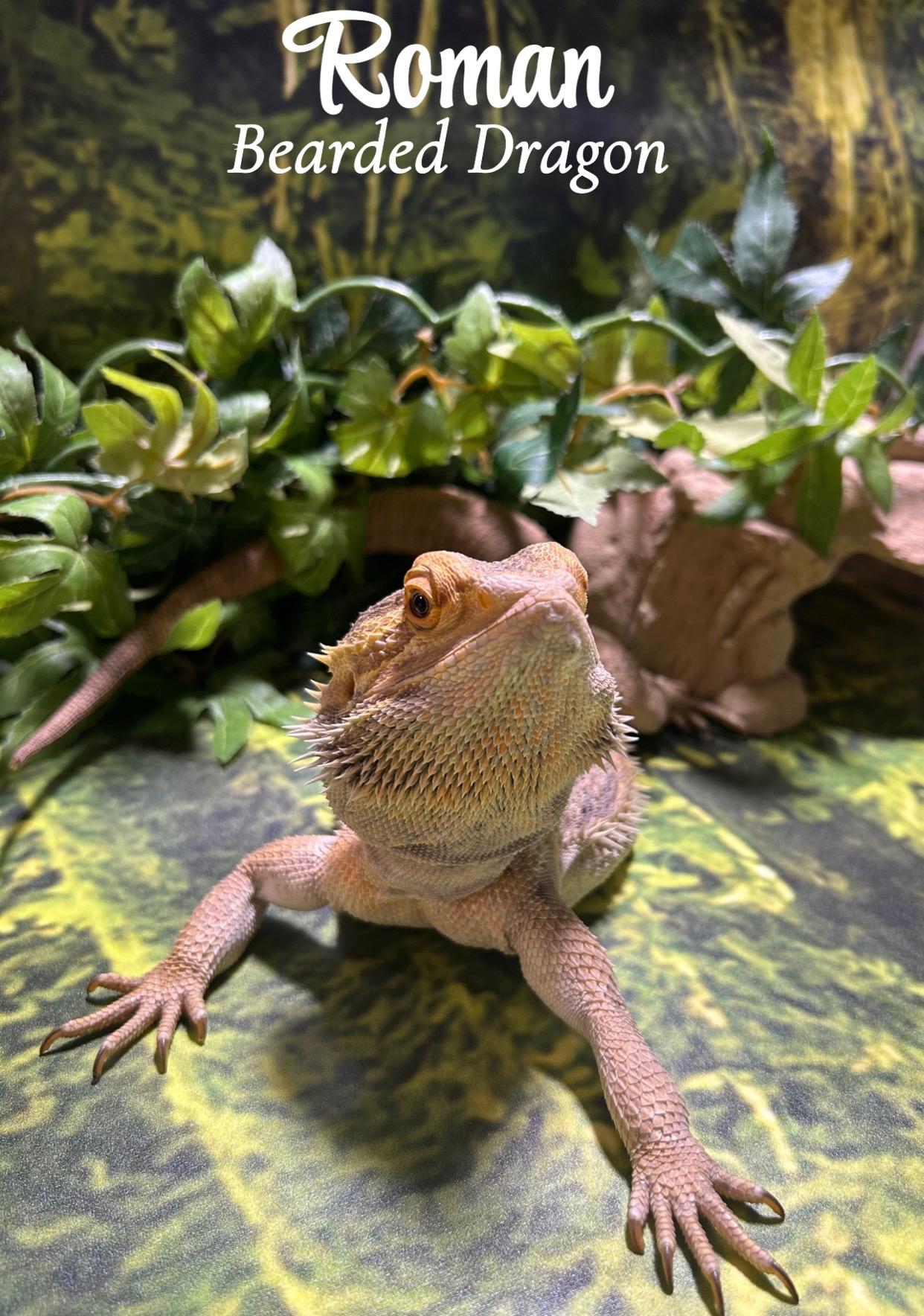 Roman, Adopted, Young Male Bearded Dragon.