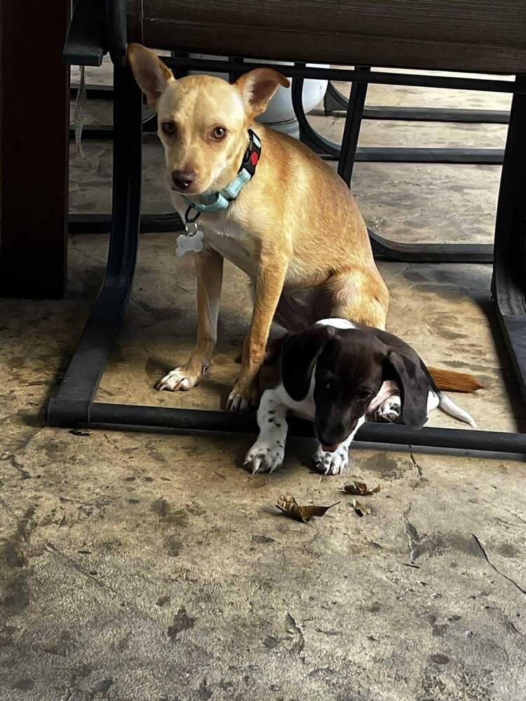 Pringles, Adoptable, Adult Female Chihuahua & Mixed Breed.