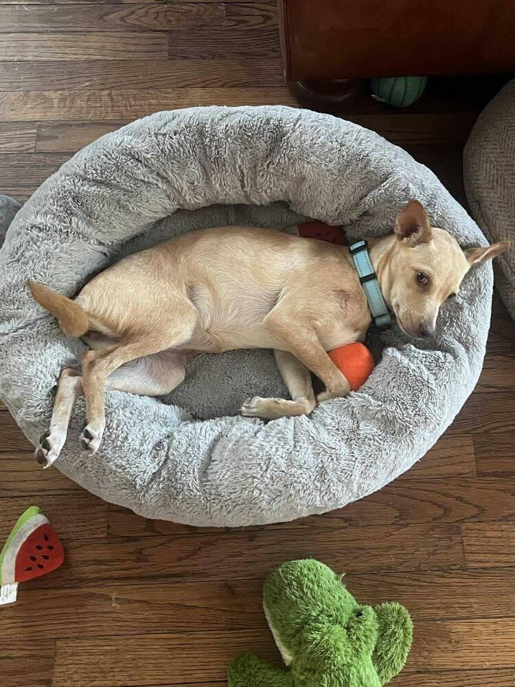 Enlarge Pringles, a Adoptable mixed breed in Saugus, MA image 2/6