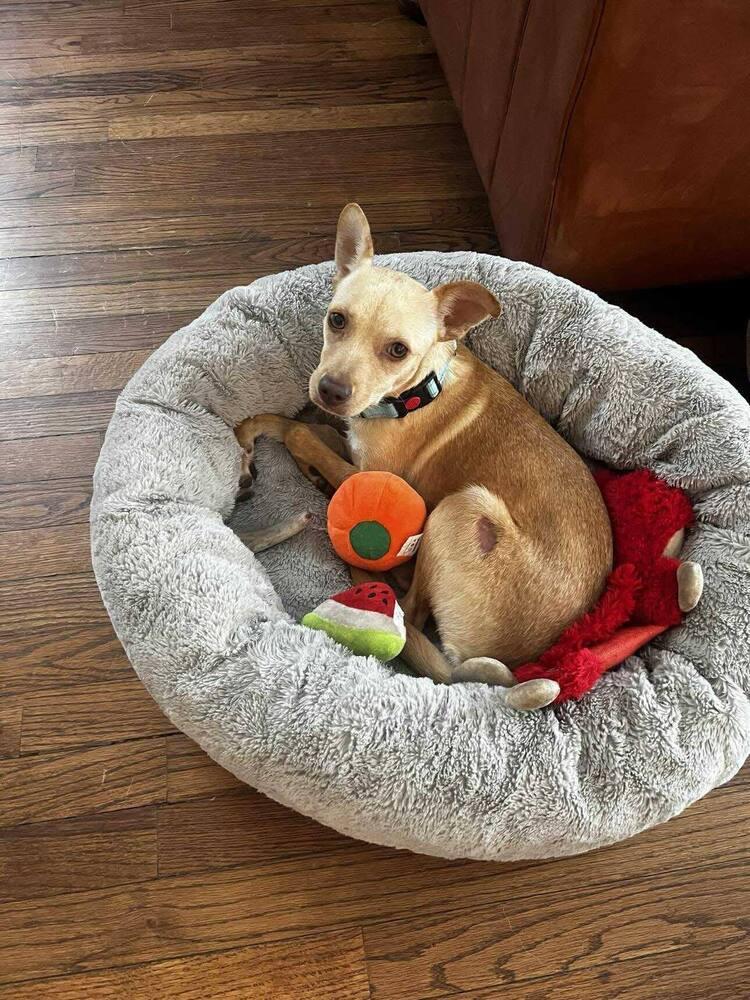 Enlarge Pringles, a Adoptable mixed breed in Saugus, MA image 3/6