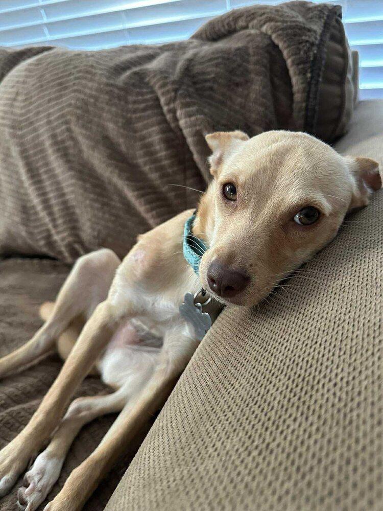 Enlarge Pringles, a Adoptable mixed breed in Saugus, MA image 4/6