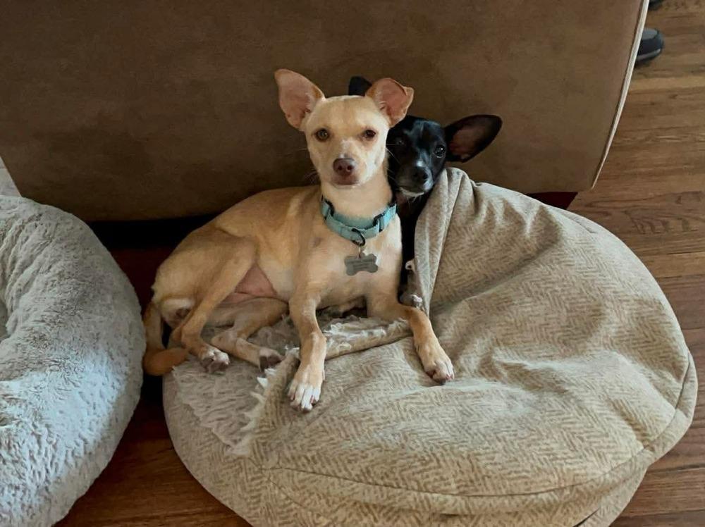 Enlarge Pringles, a Adoptable mixed breed in Saugus, MA image 5/6