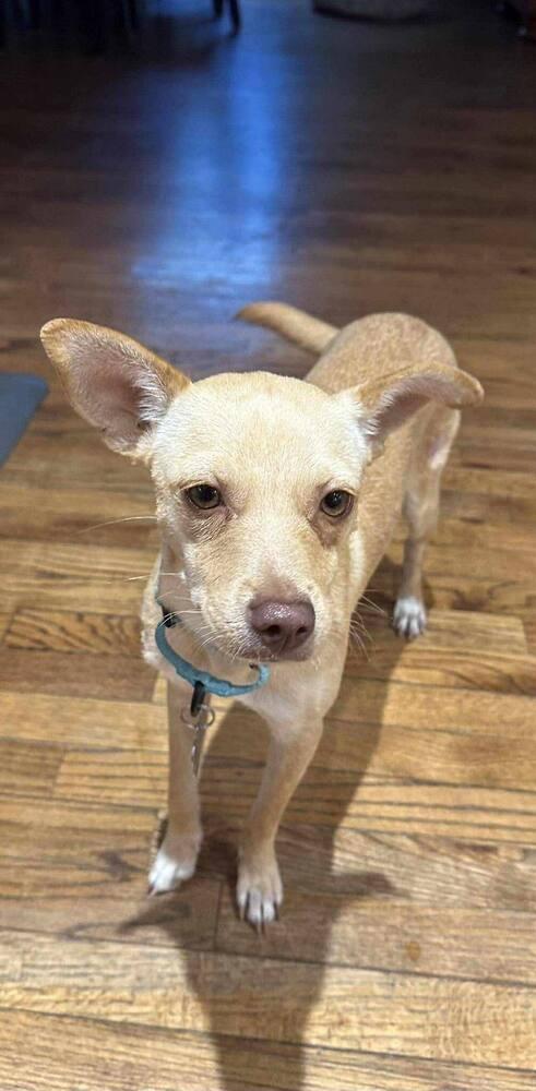 Enlarge Pringles, a Adoptable mixed breed in Saugus, MA image 6/6