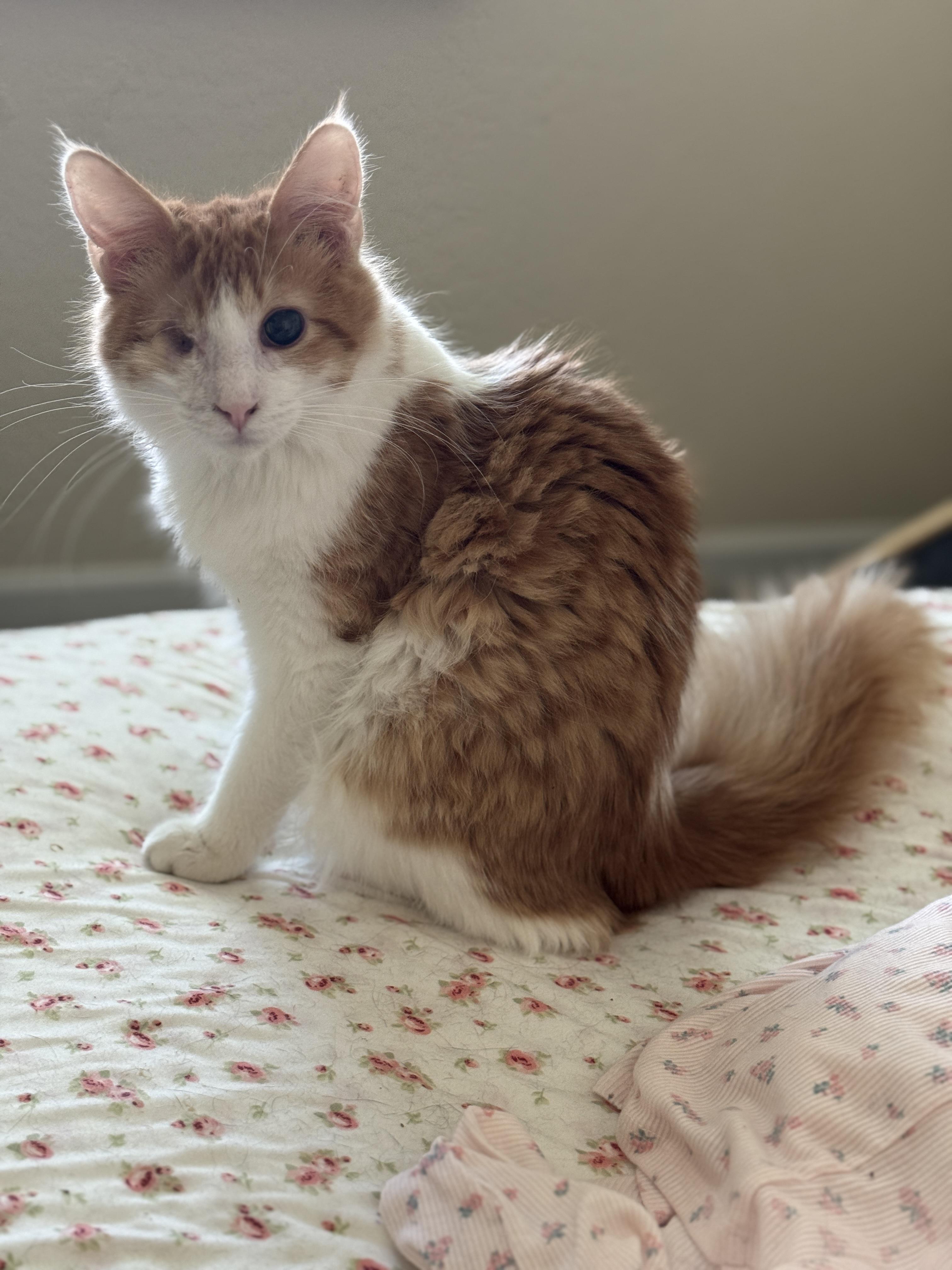 Enlarge Audie , an adopted mixed breed in Youngtown, AZ image 2/3