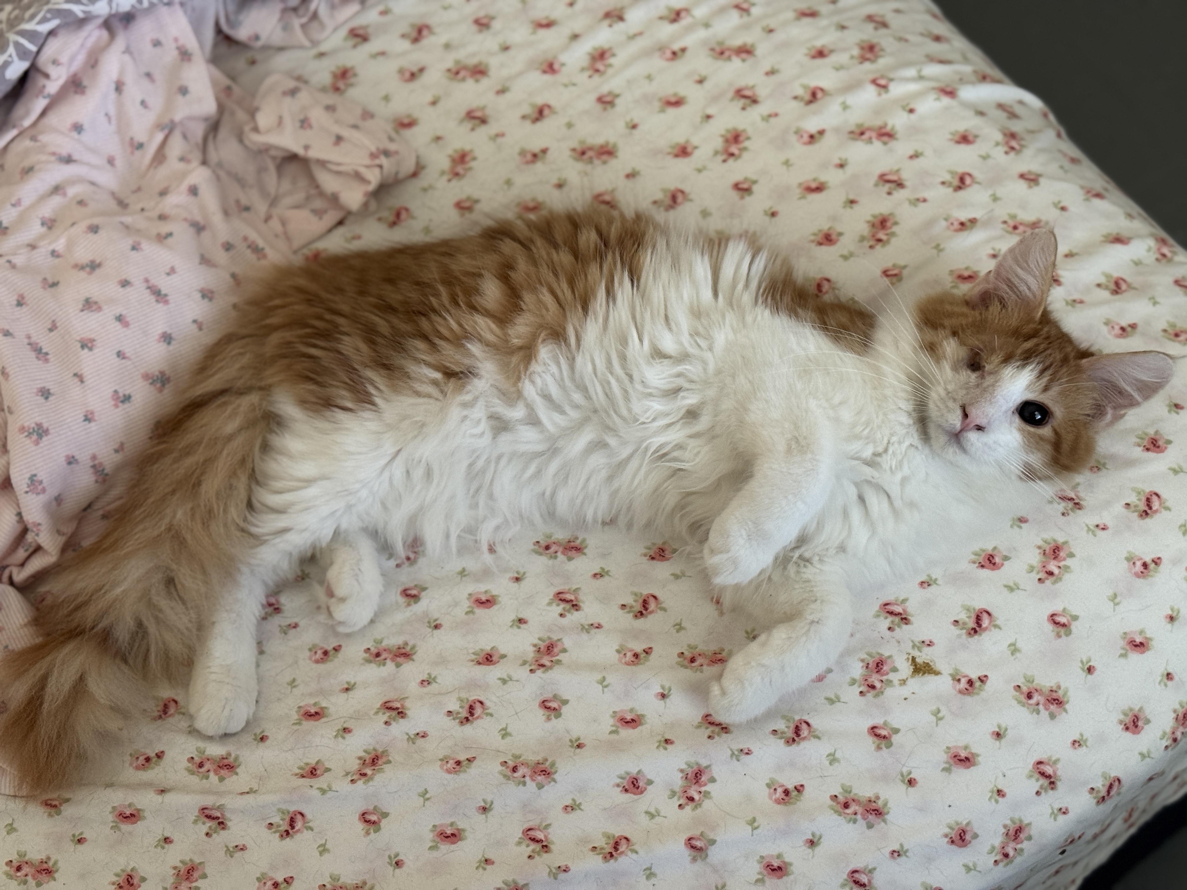 Audie , adopted, Kitten Male Domestic Medium Hair.