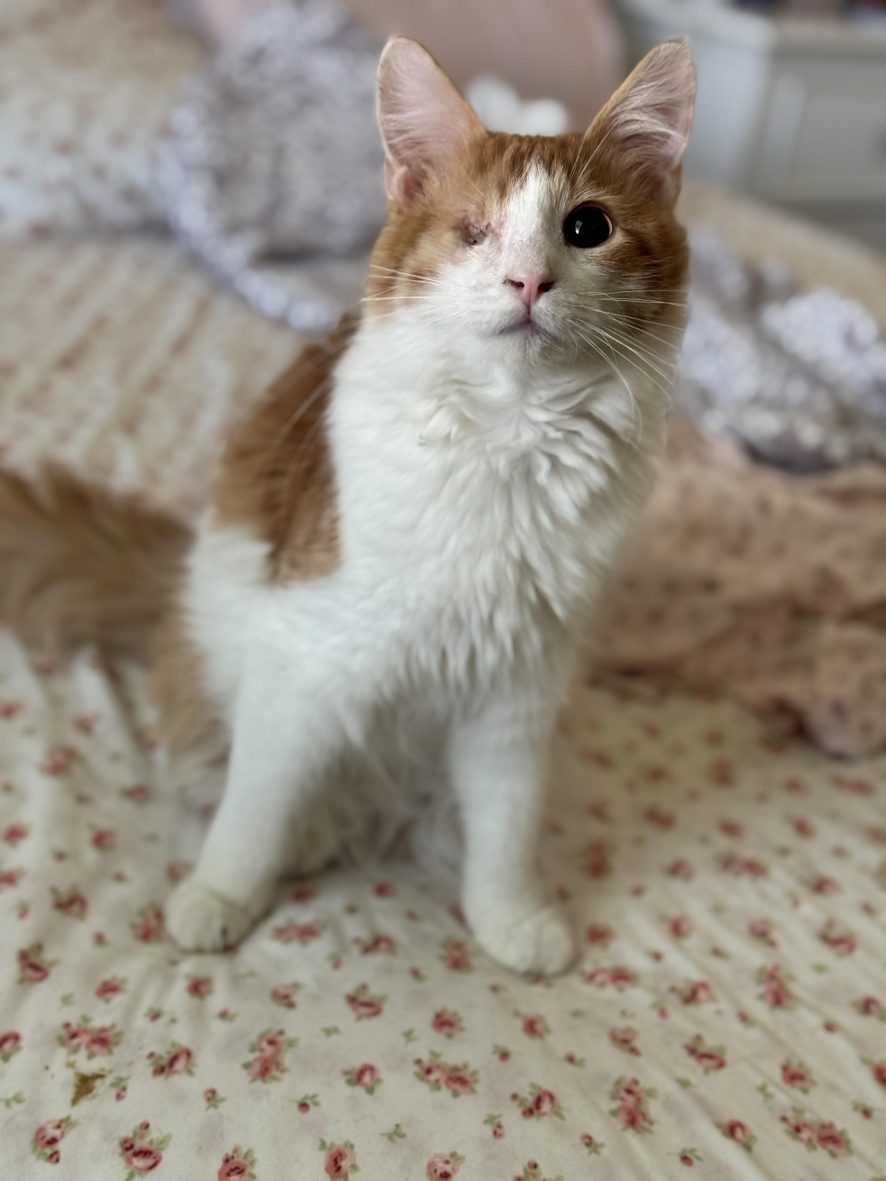 Enlarge Audie , an adopted mixed breed in Youngtown, AZ image 3/3