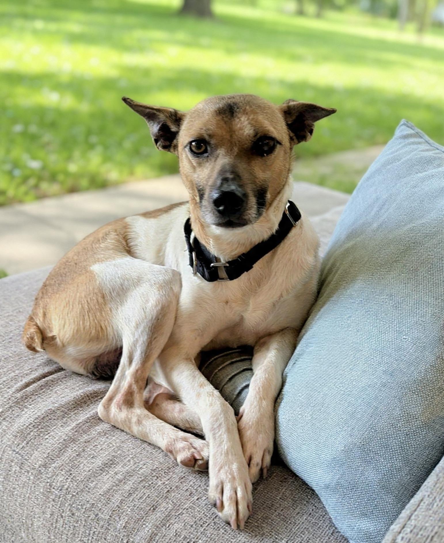 Gravy, Adoptable, Adult Male Rat Terrier & Jack Russell Terrier.