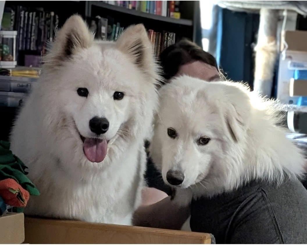 Enlarge Valentina, a ADOPTABLE Samoyed in Milwaukee, WI image 2/6