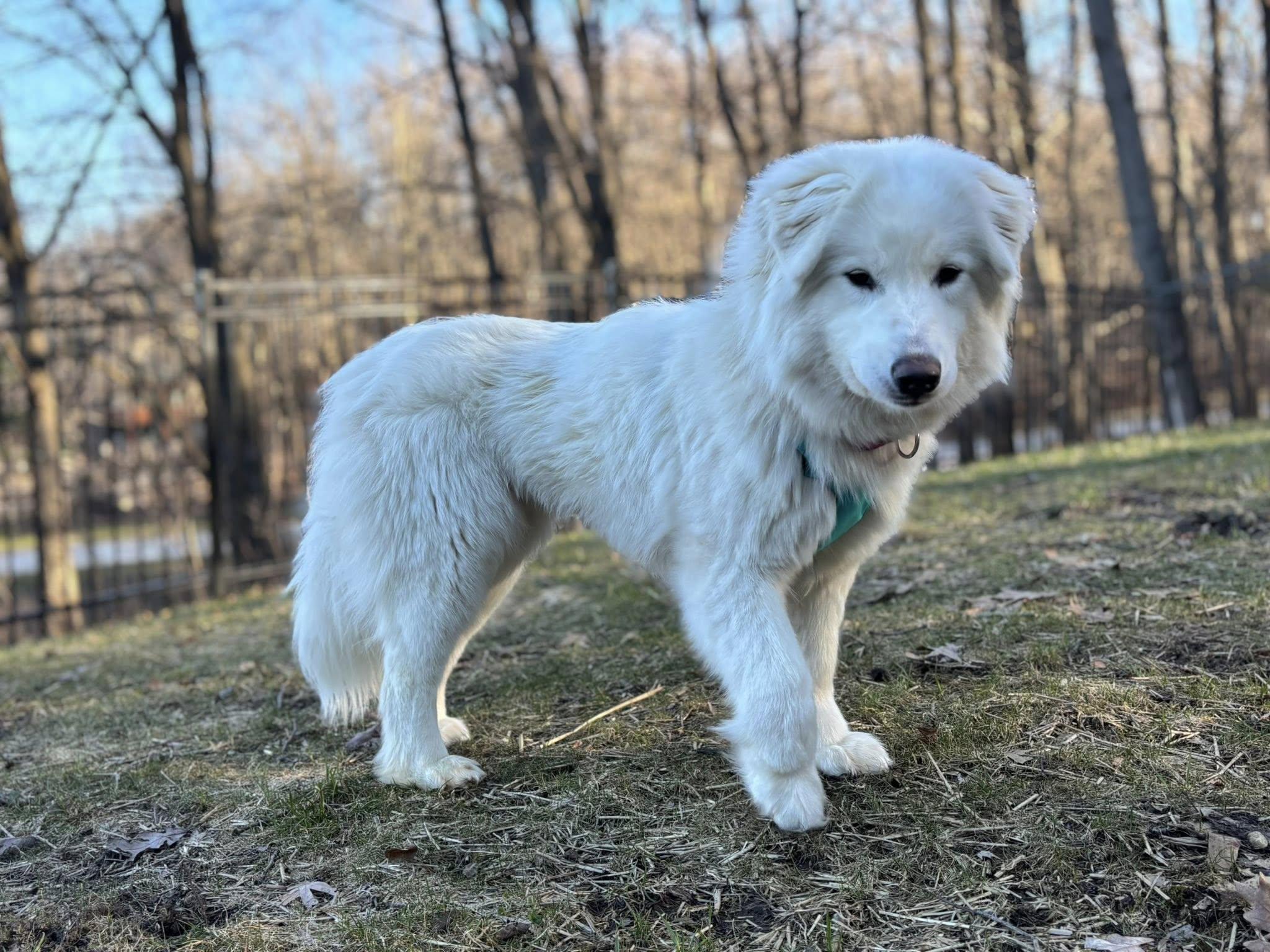 Enlarge Valentina, a ADOPTABLE Samoyed in Milwaukee, WI image 6/6