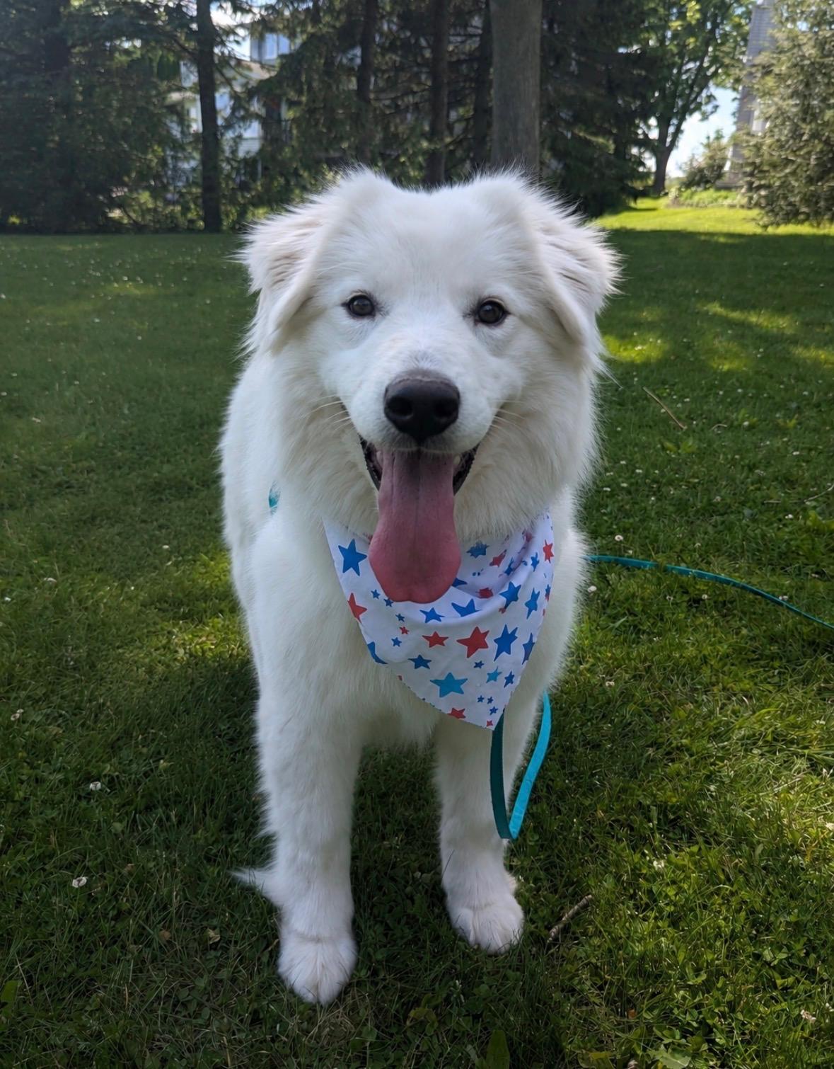 Enlarge Valentina, a ADOPTABLE Samoyed in Milwaukee, WI image 5/6
