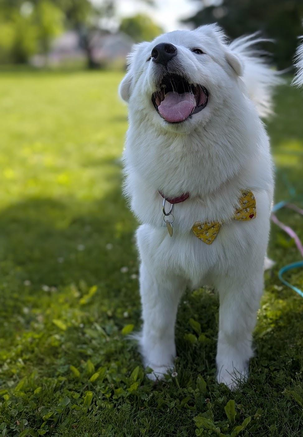 Enlarge Valentina, a ADOPTABLE Samoyed in Milwaukee, WI image 4/6