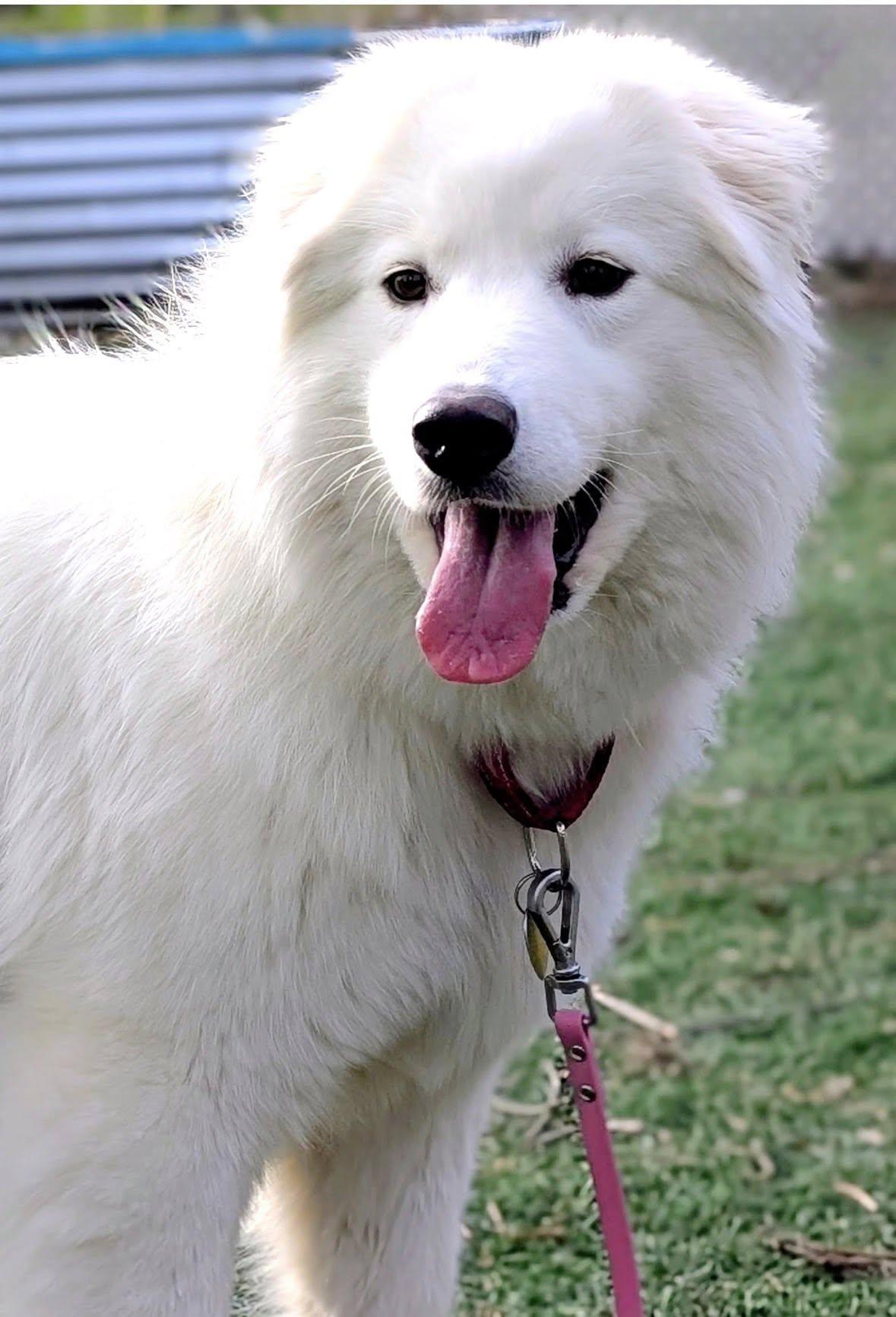 Enlarge Valentina, a ADOPTABLE Samoyed in Milwaukee, WI image 5/6