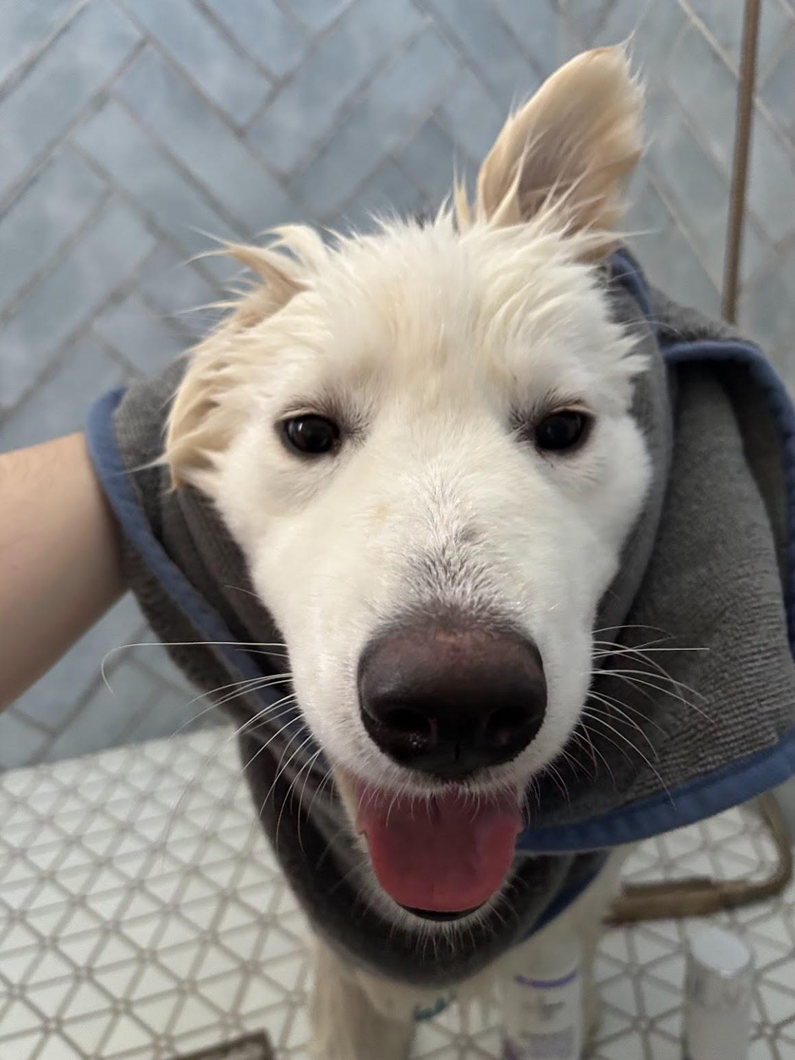 Enlarge Valentina, a ADOPTABLE Samoyed in Milwaukee, WI image 3/6