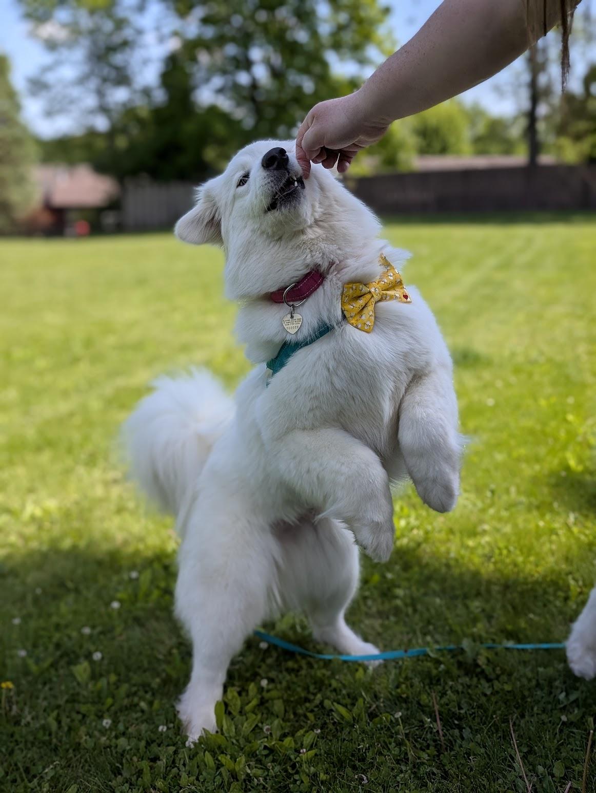 Enlarge Valentina, a ADOPTABLE Samoyed in Milwaukee, WI image 2/6