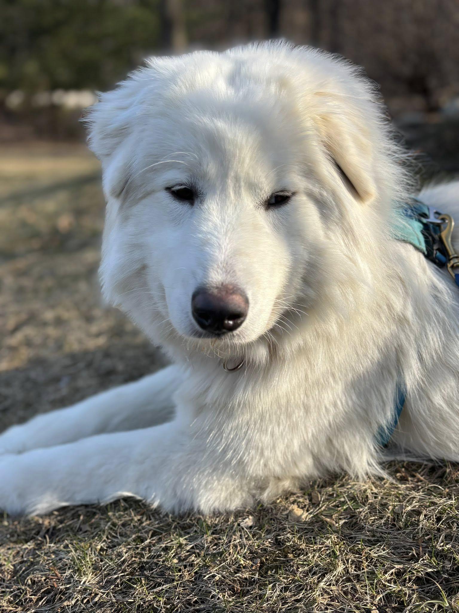 Enlarge Valentina, a ADOPTABLE Samoyed in Milwaukee, WI image 3/6