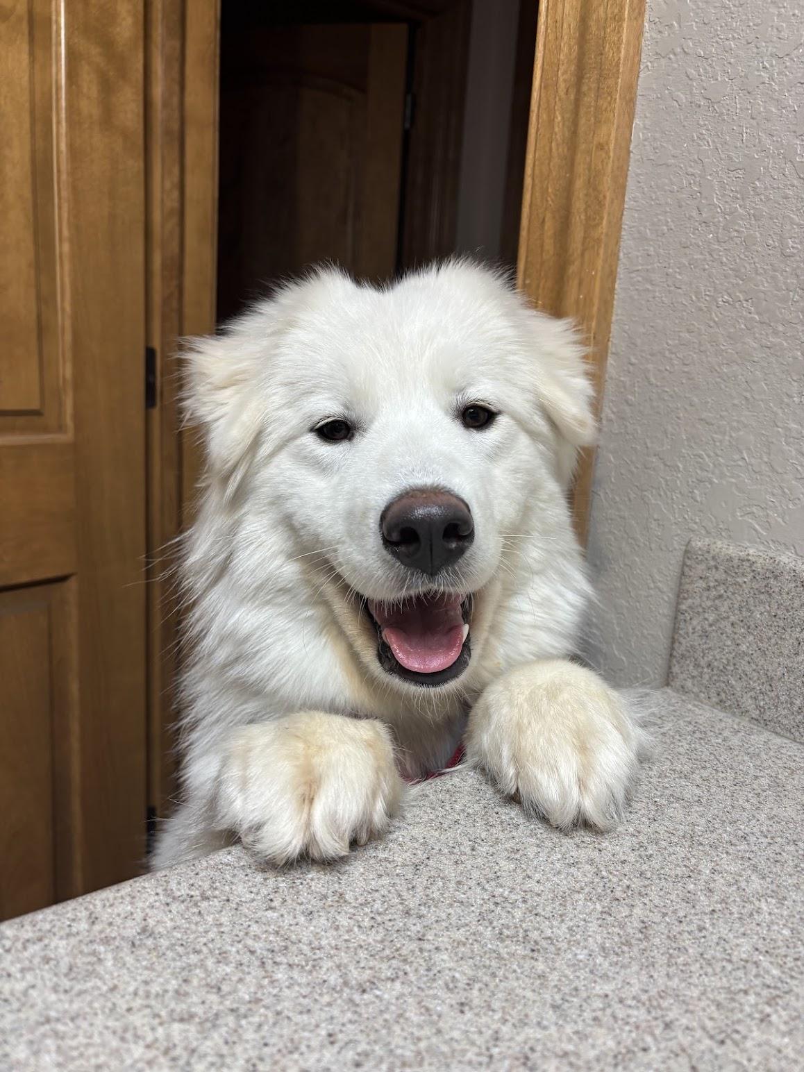 Valentina, ADOPTABLE, Young Female Samoyed.