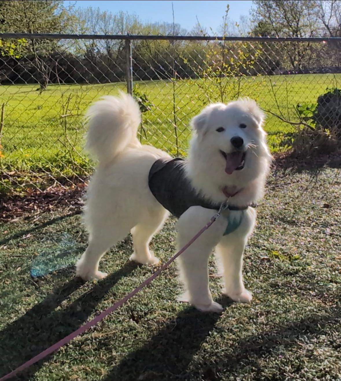 Valentina, ADOPTABLE, Young Female Samoyed.