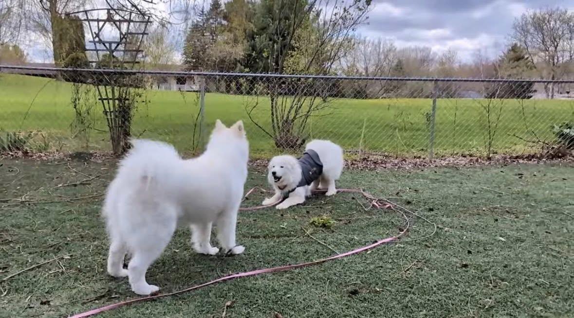 Enlarge Valentina, a ADOPTABLE Samoyed in Milwaukee, WI image 4/6