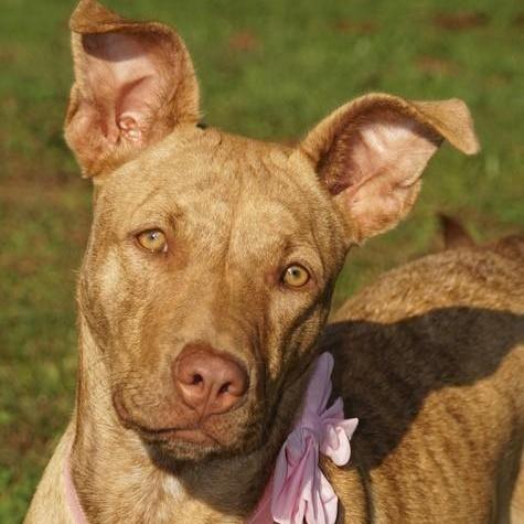 Dixie — thumbnail 2