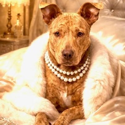 Dixie — thumbnail 5