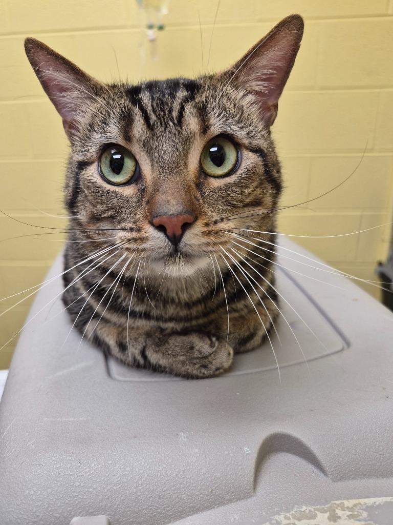 Toby, Adoptable, Young Male Domestic Short Hair.