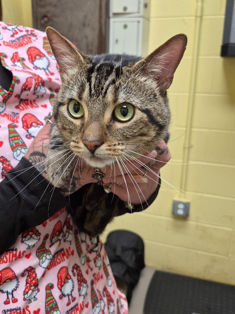 Enlarge Toby, a Adoptable mixed breed in Crossville, TN image 2/2