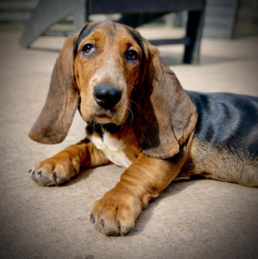 Enlarge Clementine, a Adoptable Basset Hound in Alexandria , VA image 3/3